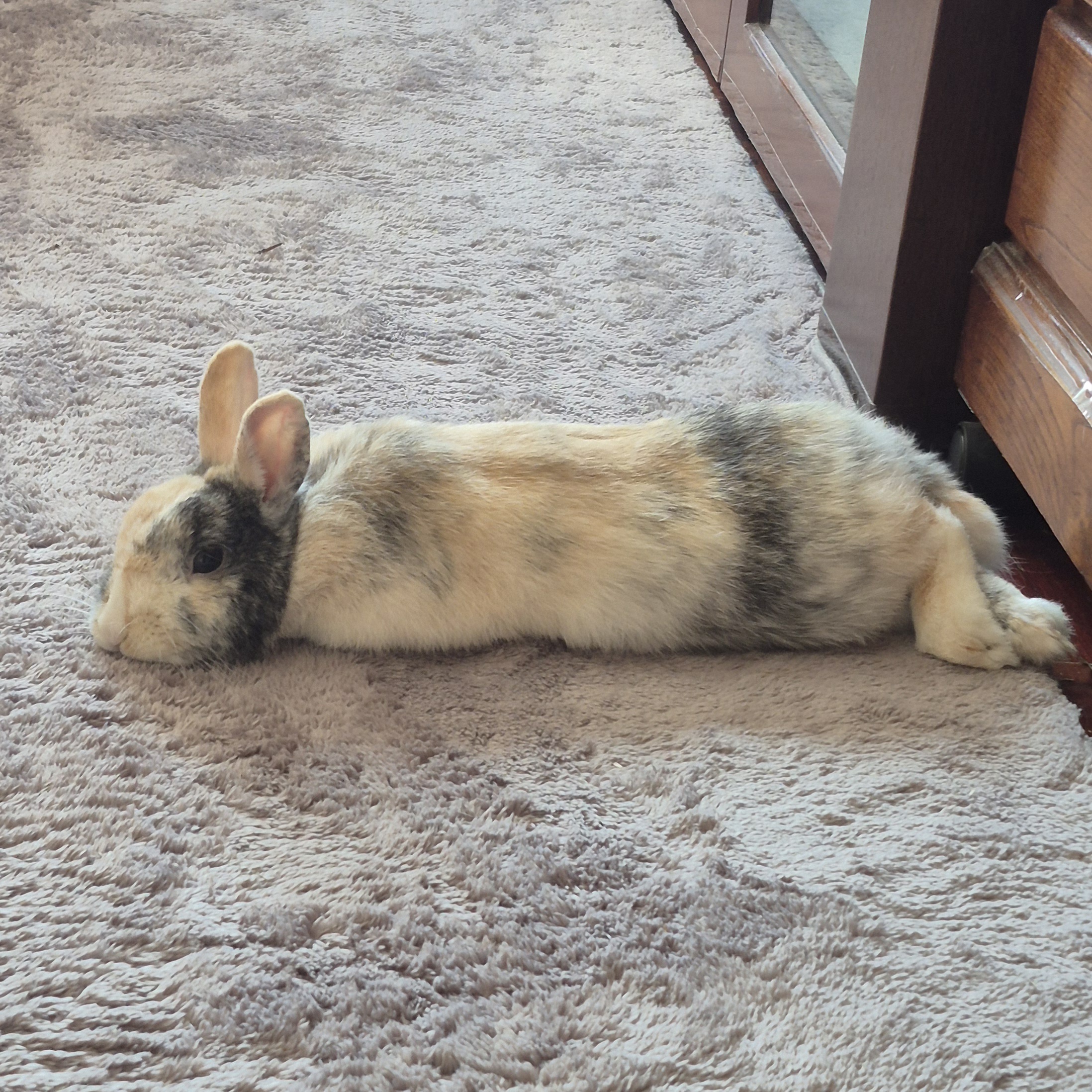 Oliver the Bunny