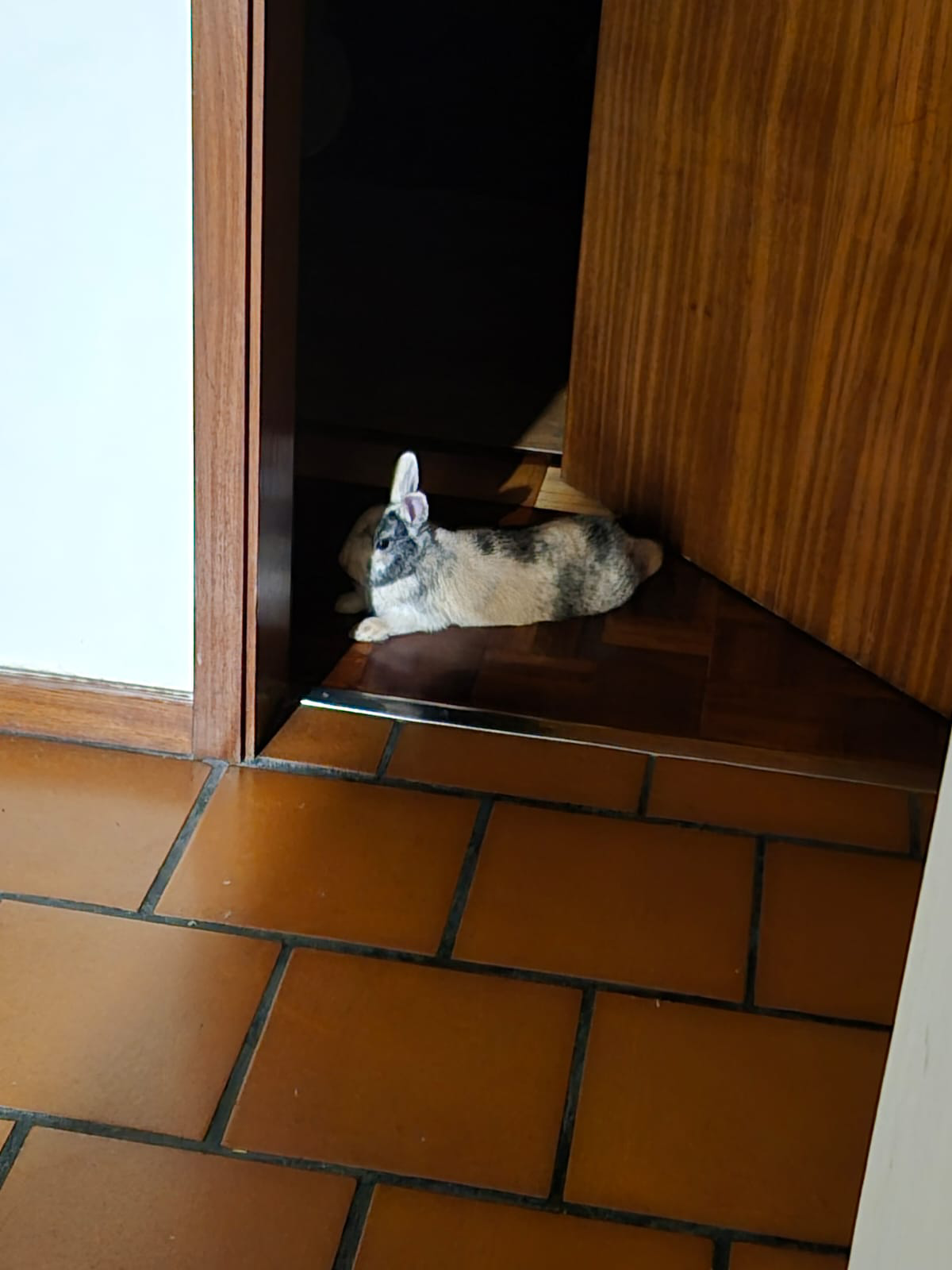 Oliver bunny