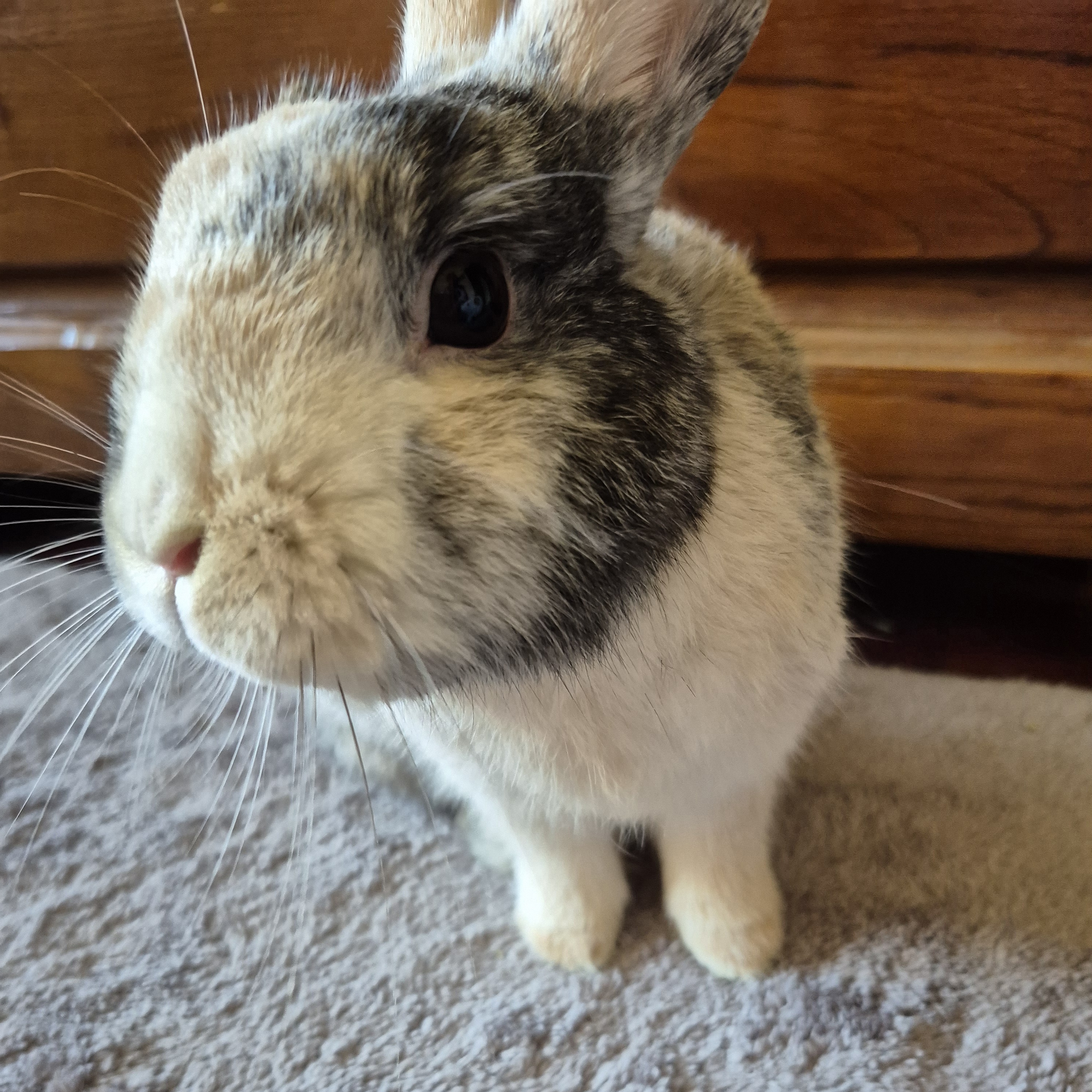 Oliver Judging