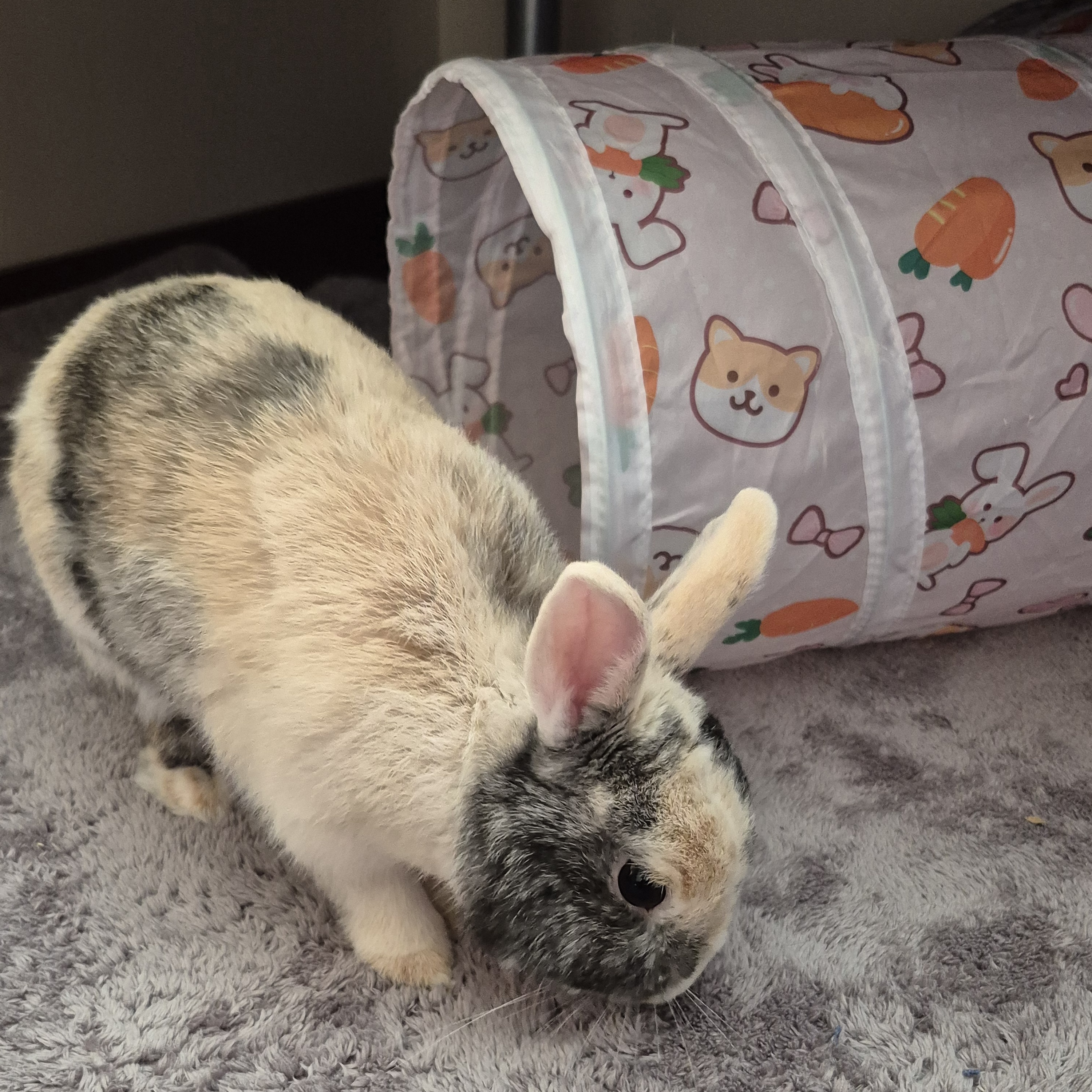 Oliver Exploring