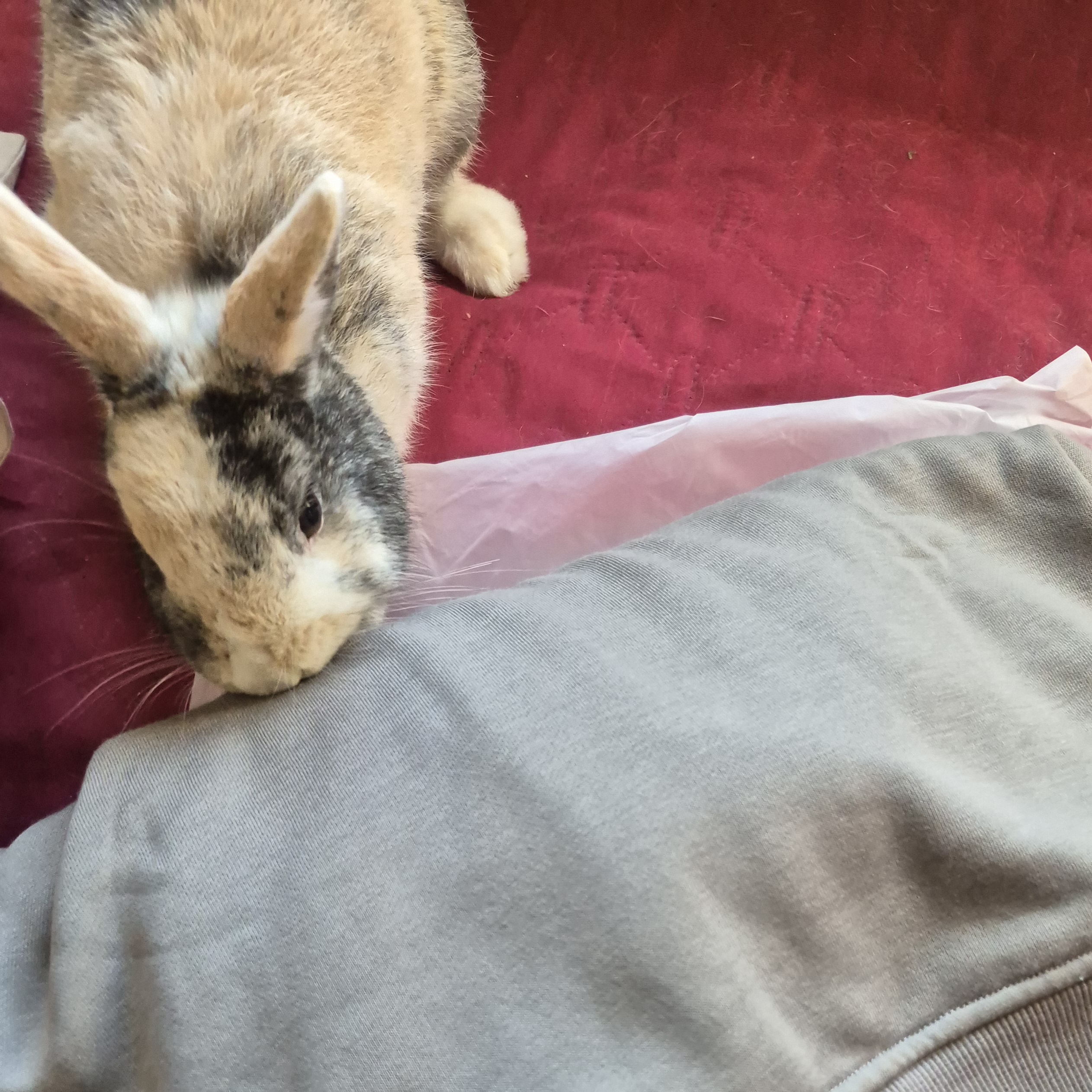 Oliver Mischief